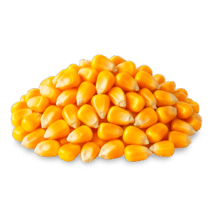 Maíz Amarillo en Grano