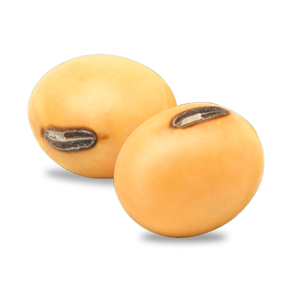 Soya en Grano "Consumo Humano"